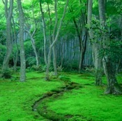 Japan Travelogue Tours